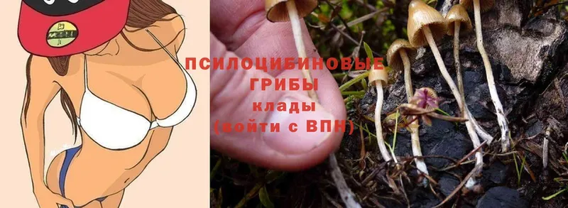 Галлюциногенные грибы Magic Shrooms  купить  цена  Ноябрьск 